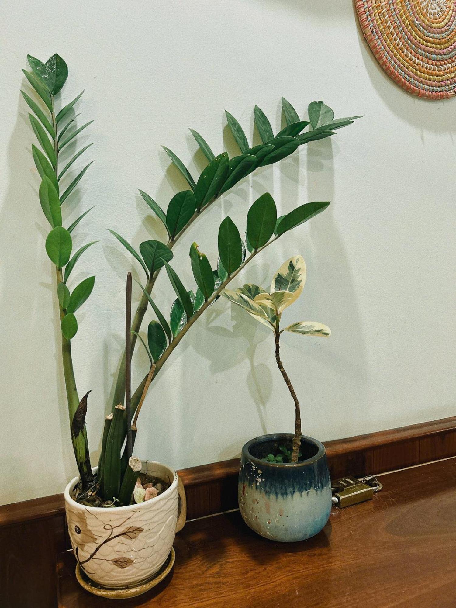 Nang Homestay ตวีฮหว่า ภายนอก รูปภาพ